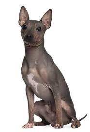 hunderassen die nicht haaren ubersicht beliebter rassen fluffis de hairless dog dog breeds terrier dog breeds