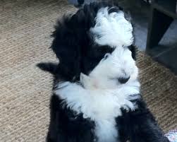 Black And White Parti Aussiedoodle My Golden Doodle Goldendoodle Puppy Goldendoodle White Goldendoodle