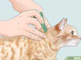 Best Flea Treatment For Kittens Under 8 Weeks Online