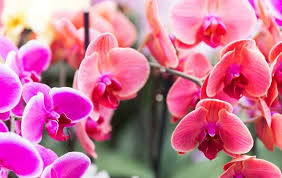 This is the process whereby seedlings and clones of orchids that have been produced and raised in the environmental safety and luxury of a flask are removed from the flask and 'introduced' to standard orchid nursery conditions. How To Grow Orchids From Seeds Slick Garden