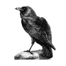 Black And White Raven Drawing Antique Etched Style Raven Wall Decal 9c21cc07 Jpg 500 500 Etching Vintage Birds Antiques