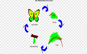 Google has many special features to help you find exactly what you're looking for. Metamorfosis Kupu Kupu Metamorfosis Kupu Kupu Caterpillar Egg Kupu Kupu Sudut Daun Teks Png Pngwing