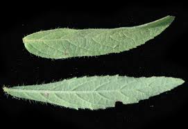 Image result for Syncolostemon flabellifolius