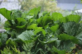 Image result for Crambe