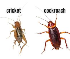 12 Bugs That Look Like Cockroaches But Aren T With Pictures