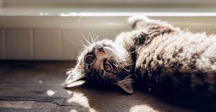 Cat in a flat is a great cat sitting app to help you find cat sitters near you. Pet Sitting Rates Overnight And In Home 2021 Prices Average