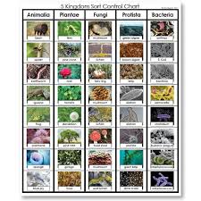 23 Thorough Plant Kingdom Classification Chart For Kids