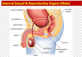 Female anatomy includes the external genitals, or the vulva, and the internal reproductive organs. Female Reproductive System Function Human Body Anatomy Woman Png Pngegg