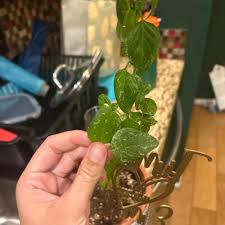 Image result for Ocimum fimbriatum