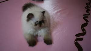 Publishers of an international quarterly magazine and the himalayan breeders manual. Our Very Sweet Chocolate Jada A Chocolate Point Himalayan Kitten Youtube