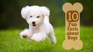 Whether you have a science buff or a harry potter fa. 101 Interesting And Fun Dog Facts Factretriever Com