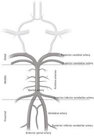 Image result for Posterior Circulation