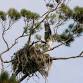 Bird Walk at the Sanctuary event image