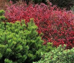 Image result for Berberis