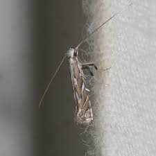 Image result for Vernonia centaureoides