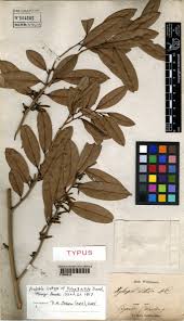 Image result for Malouetia mildbraedii