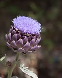Maybe you would like to learn more about one of these? Try Winter Mulching Plants For Added Protection Artichoke Flower Artichoke Flower Artichoke Purple Plants