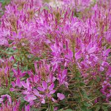Image result for Cleome schimperi
