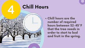 This is called a chill requirement, and the actual number of chill hours required varies among fruit tree species and varieties. How To Select Fruit Trees 6 Factors Mehrabyan Nursery