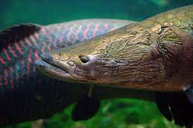 arapaima or pirarucu close up ピラルク 古代魚 淡水魚
