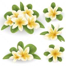 White And Yellow Plumeria Flower Plumeria Flowers Wedding Vector Art Plumeria