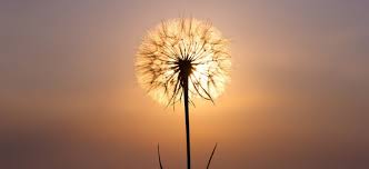 ❮ adrian copilul minune (адриан минуне). Ce Miracol Ce Minune Episodul 1 Modalitatea De A Te Face Auzit