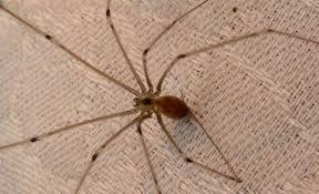 Daddy long leg spiders, aka cellar spiders (family pholcidae) regularly feed on other spiders, even black widows or brown recluses. How To Get Rid Of Daddy Long Legs Naturally Getridofallthings Com