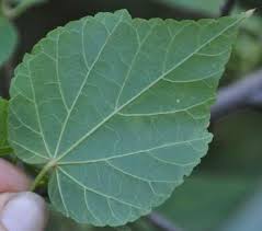 Image result for Dombeya lastii