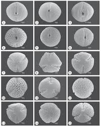 Image result for Corynanthe lane-poolei