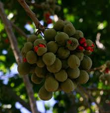 Image result for Trichilia