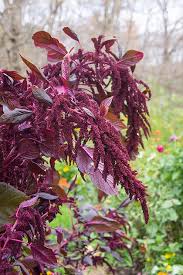 Image result for Amaranthus cruentus