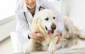 Our location is convenient to the southwest (aboite) area of fort wayne. Animal General Veterinary On The Upper West Side New York