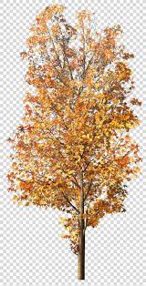 Tree Clip Art Tree Png Tree Autumn Blog Branch Deciduous Png Clip Art Autumn Trees
