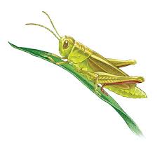 Check spelling or type a new query. Organic Grasshopper Control For A Healthy Garden Mother Earth News