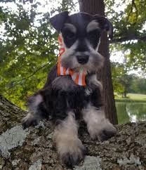 Find miniature schnauzer puppies in canada | visit kijiji classifieds to buy, sell, or trade almost anything! Paisley Miniature Schnauzer Puppy 609846 Puppyspot