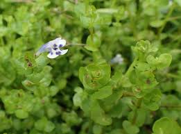 Image result for Lindernia monroi