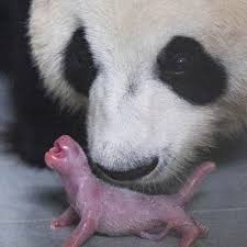 Do Baby Animals Look Like Their Parents? - Quora