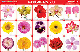 Marathi Flower Chart Marathi Language