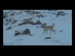 Kangal Kurt Boguyor Tek Basina Dog Vs Wolf Kangal Kurt Dovusu Youtube