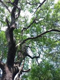 Image result for Newtonia hildebrandtii