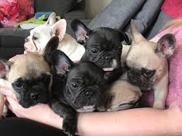 We offer some of the finest french bulldogs in the united states. French Bulldog Puppy For Sale In Yucaipa Ca Adn 68991 On Puppyfinder Com Gender Female Age French Bulldog Puppies Bulldog French Bulldog Puppies For Sale