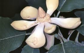 Image result for Magnolia delavayi