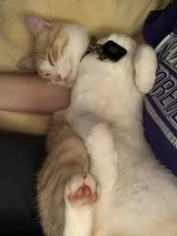 Lost Grey Tabby Cat Near Grand and Noble