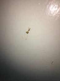 All american pest management is a family owned and operated environmental sciences company servicing the dallas/ft. Budget Inn Falls Church Prices Hotel Reviews Va Tripadvisor