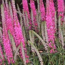Propagate by seed and terminal or root cuttings. Veronica Spicata Rosea Rose Spike Speedwell Blooms From Early July To Late August With Flower Spikes That Bloom More Flower Spike Pink Garden Love Flowers
