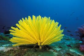 Image result for Cincinnobotrys