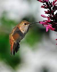 That's best achieved by combining several. The Hummingbird Forum Best Zone 10 Hummer Plants Hummingbird Plants Florida Plants Bird Garden