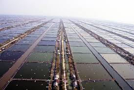 Tambak Udang Di Pesisir Barat Terancam Tutup Republika Online