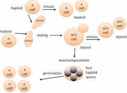 Check spelling or type a new query. Budding Yeast For Budding Geneticists A Primer On The Saccharomyces Cerevisiae Model System Genetics