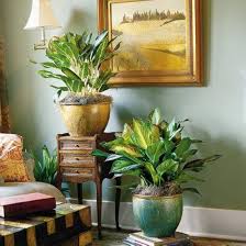 Living room tall house plants. Big Green Plant For Living Room Novocom Top